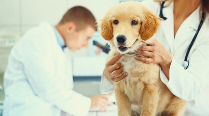 Dog Flu Outbreak: Everything Pet Owners Need To Know