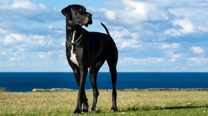 Large Dogs Could Soon Be Living Well Into Their Teens