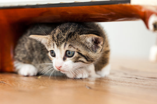 4 Self-Soothing Behaviors That Might Indicate Feline Anxiety