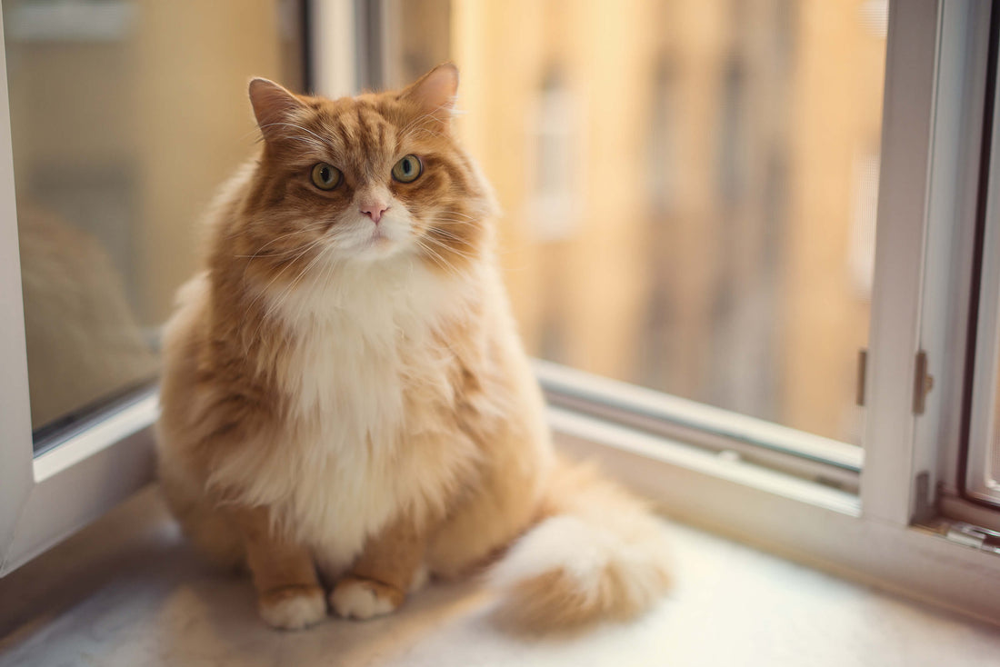 3 Ways to Tell if Your Cat Is Overweight