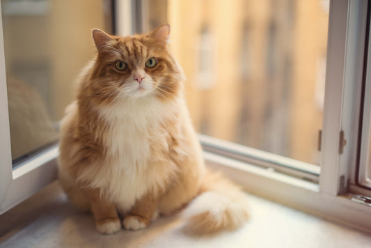 3 Ways to Tell if Your Cat Is Overweight