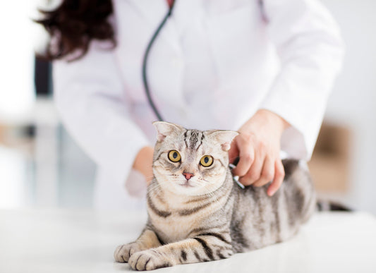 May is Pet Cancer Awareness Month