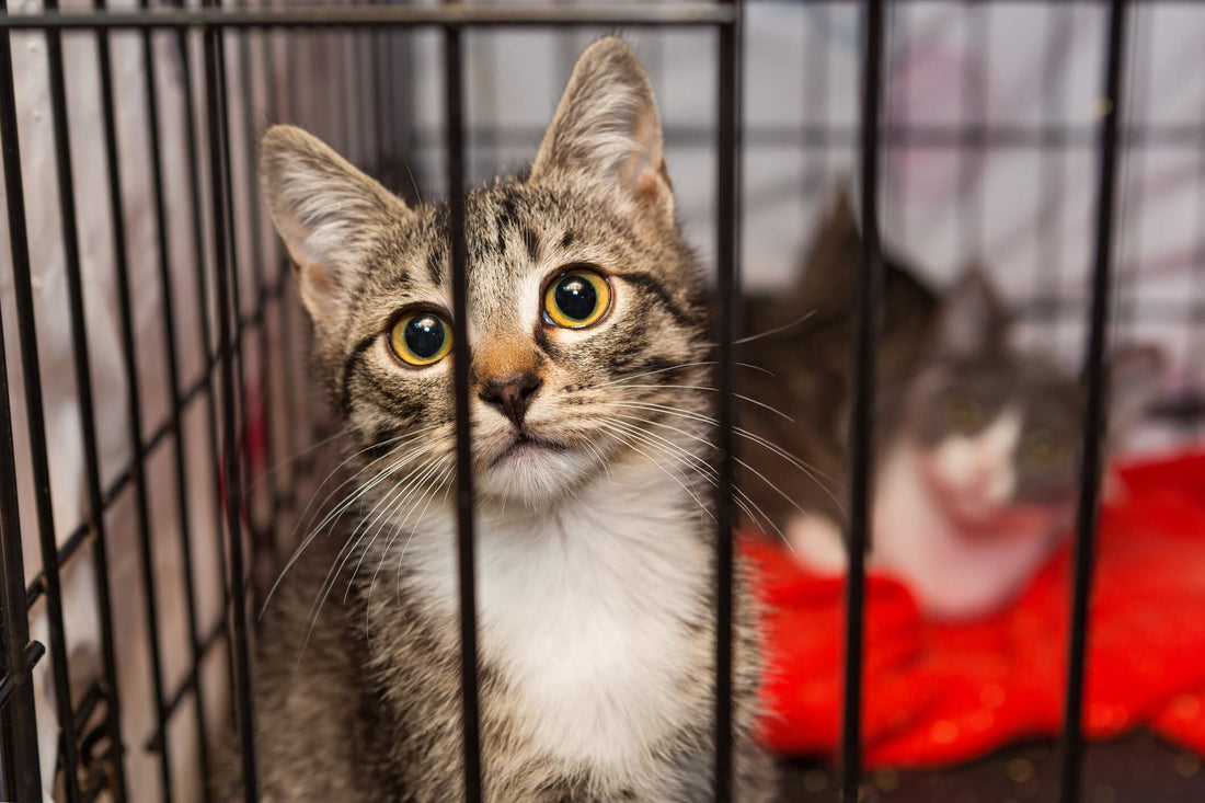 Adopt-a-Cat Month is the Best Time to Find a New Feline Friend