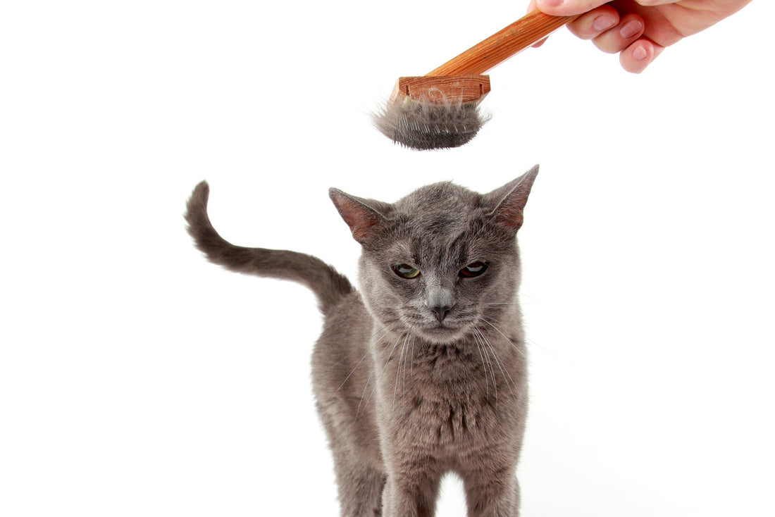 Your Cat's Excessive Shedding Can Be a Sign of Bigger Problems