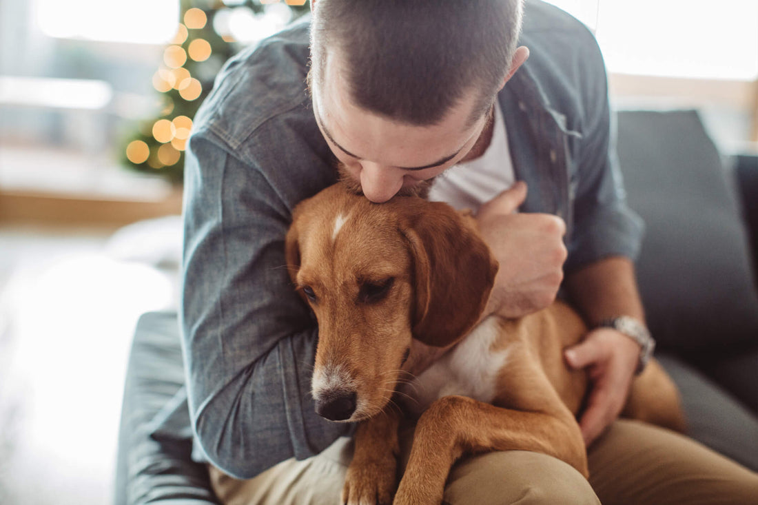 Can Pets Experience Seasonal Depression?