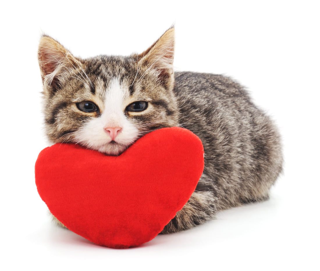 Learn How to Detect Your Cat's Heart Problem Early