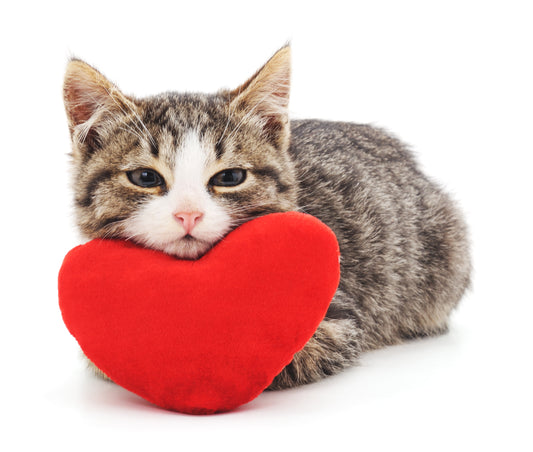Learn How to Detect Your Cat's Heart Problem Early