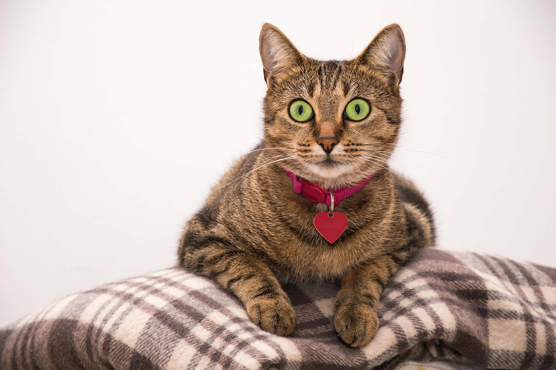 Should Cats Wear Collars? Choosing the Right One for Your Kitten