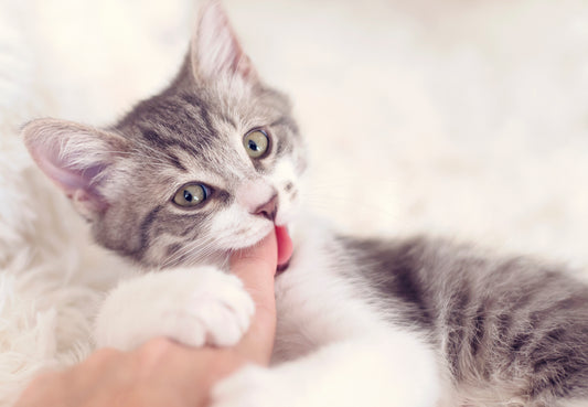 3 Tips to Help Your Teething Kitten Successfully Grow Adult Teeth