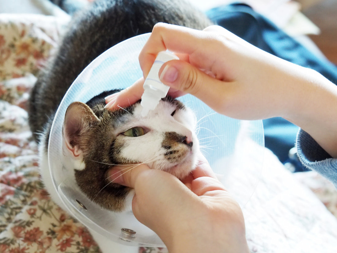 Your Cat's Weepy Eyes are the Sign of a Conjunctivitis Issue