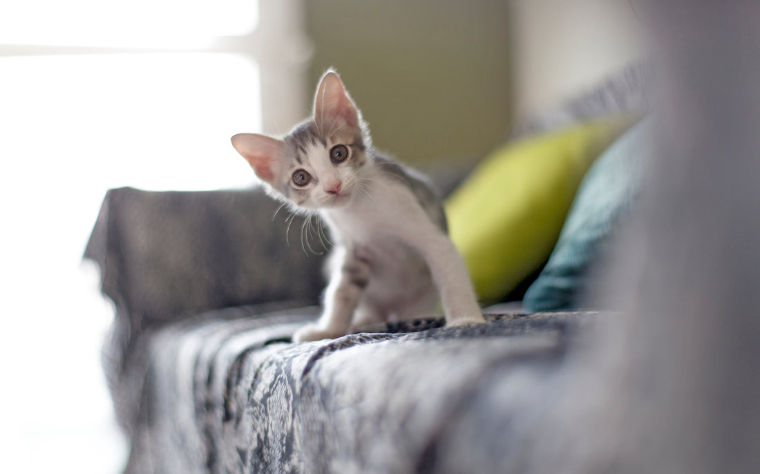 How to Kitten-Proof Your Home to Keep It Safe