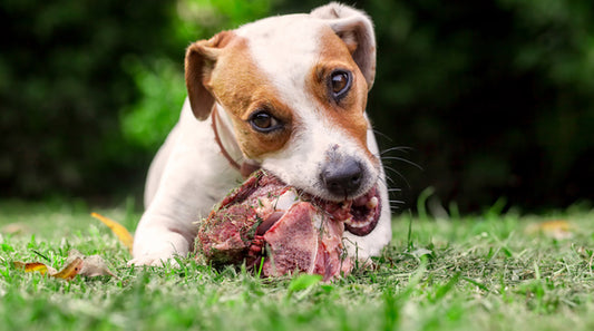 The Rise of Raw Food Diets Is Having Fatal Consequences, Vets Warn