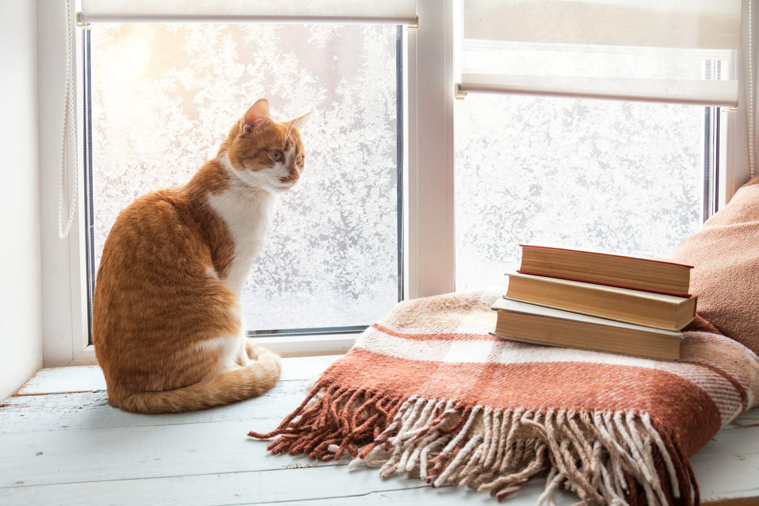 Your Ultimate Guide to Winter Cat Care