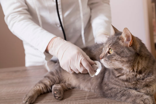 10 Steps to a DIY At-Home Pet Exam
