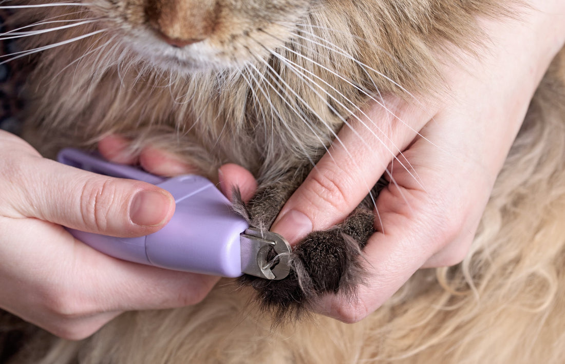How To Make Trimming Your Elderly Cat's Nails Less of a Pain