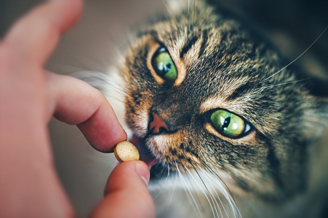 Take Your Meds! How to Get Your Cat to Accept Medication