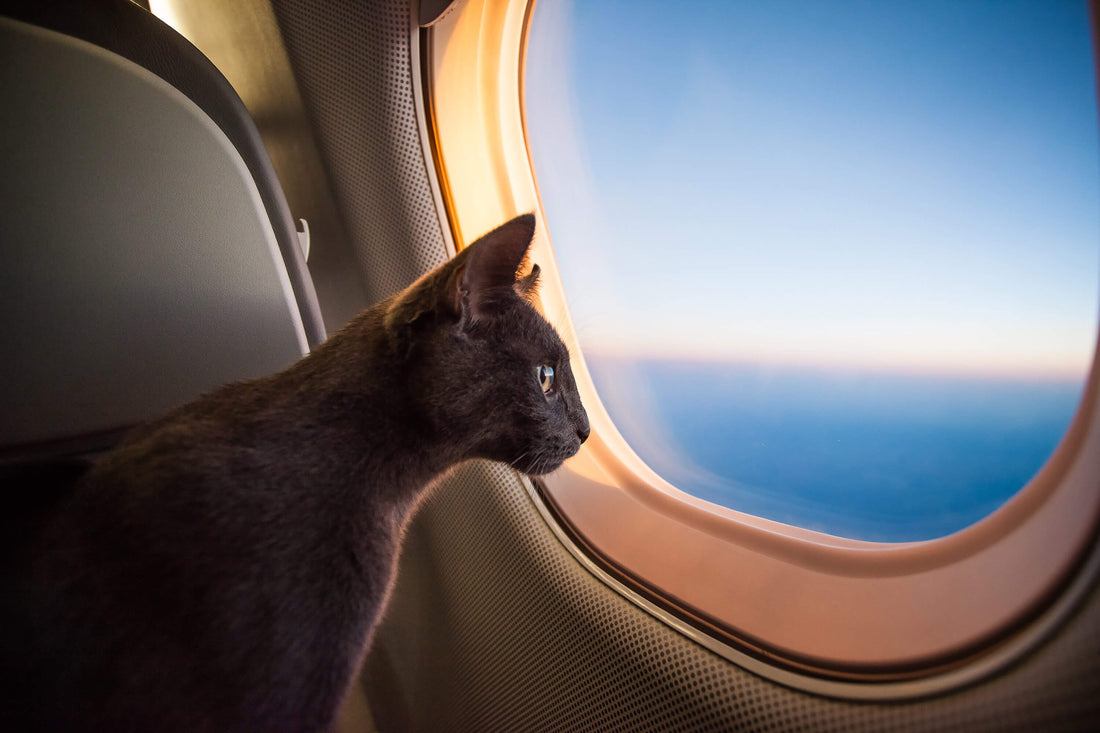 7 Tips for Flying with Cats
