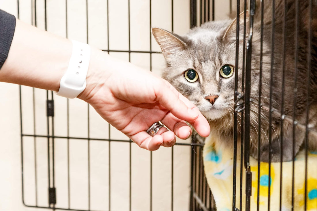 How to Care for a Recent Cat Rescue