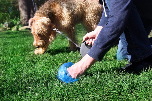 Straining to Go: Help Identify and Treat Constipation in Your Dog