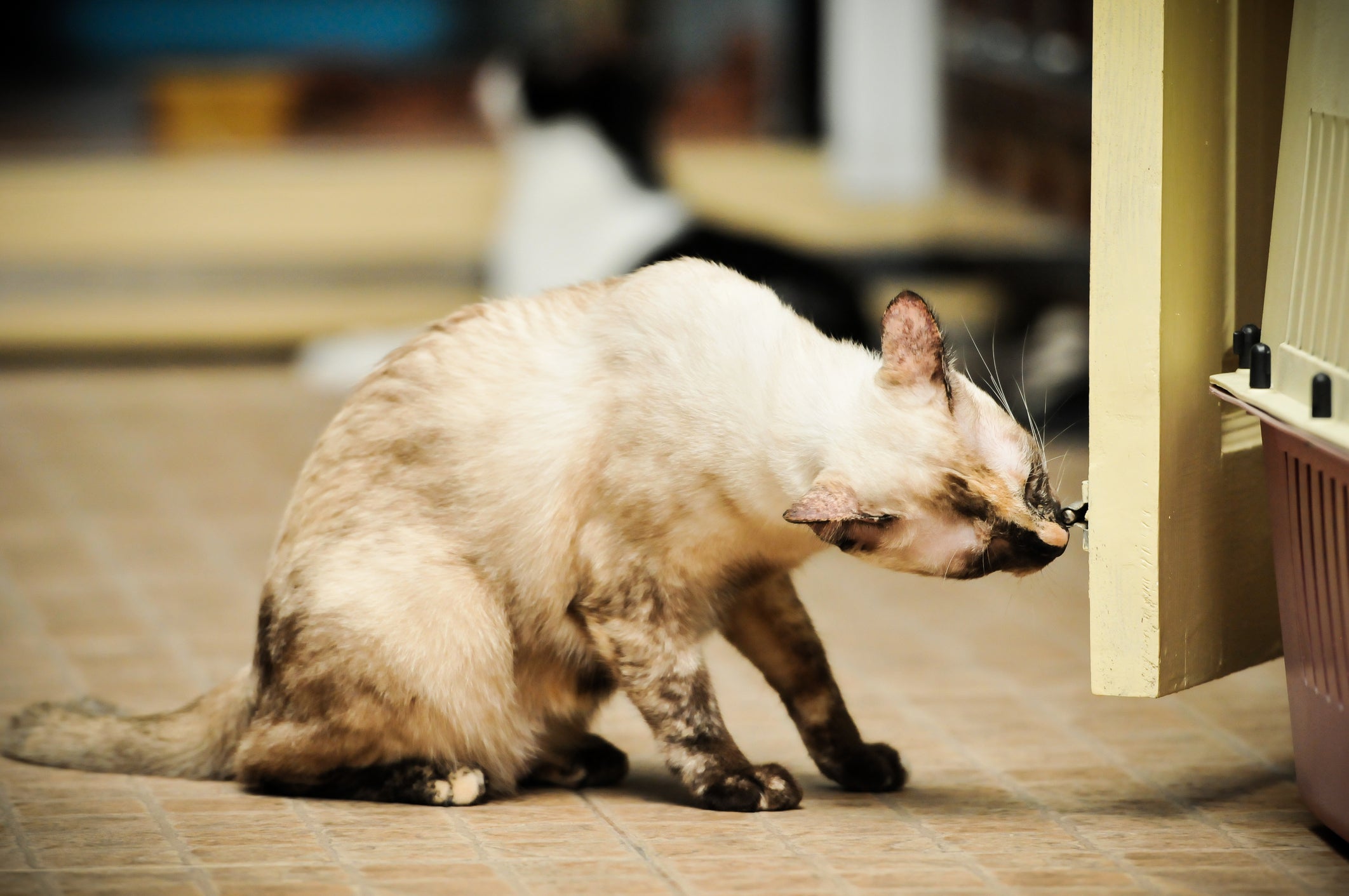 Can Cat Pheromones Alleviate Your Kitty's Stress & Anxiety? | Pet Wellbeing