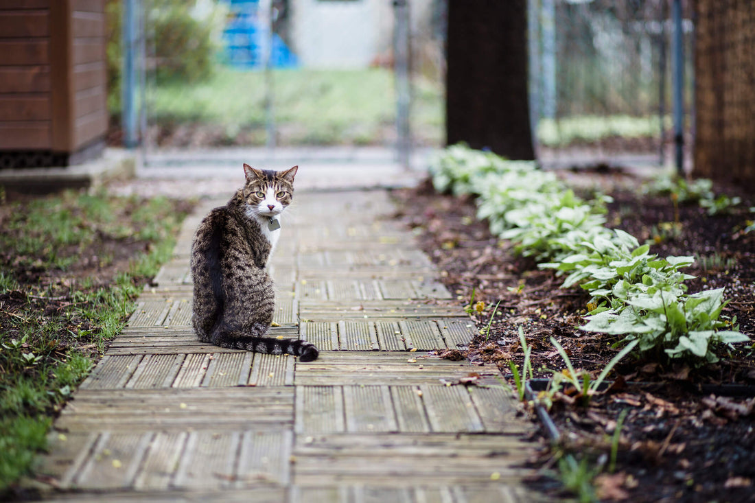 How to Best Care for an Indoor-Outdoor Cat