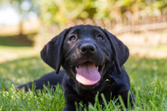 Keep Your Dog Comfortable and Cool This Summer
