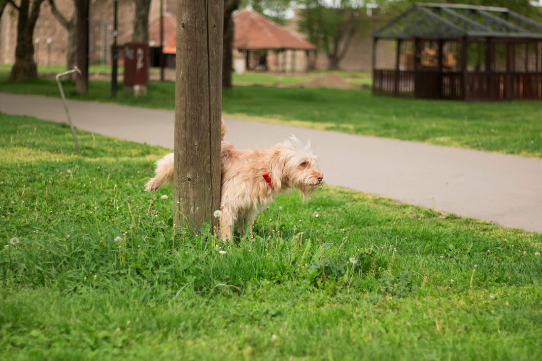 When Should I Be Concerned About My Dog's Frequent Need to Pee?