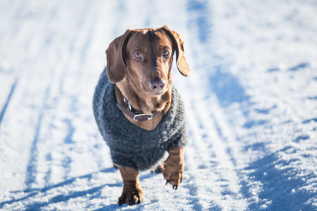 Winter Weather Poses a Threat to Your Pooch's Paws