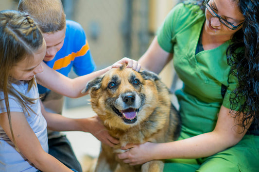How to Choose the Best Pet for Your Family
