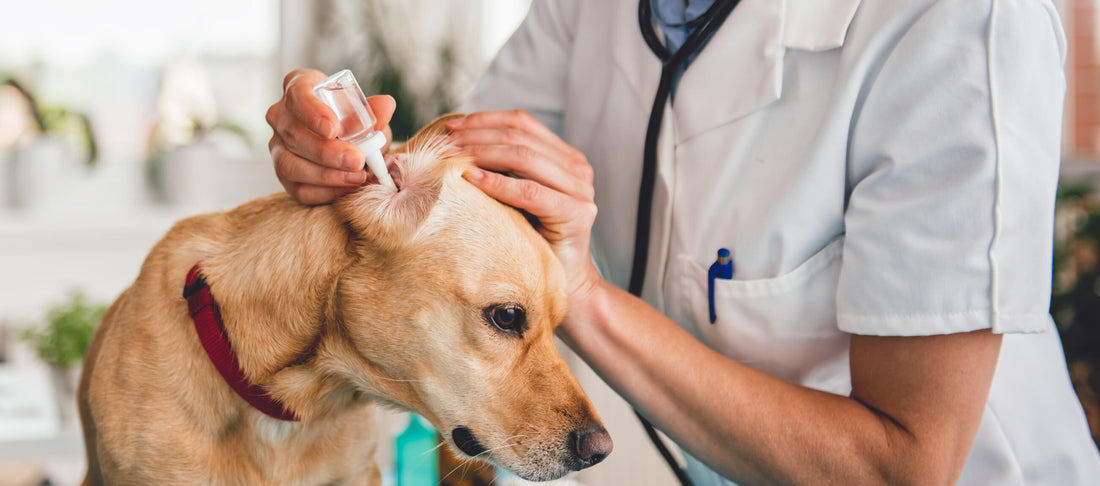 What Dark-Colored Discharge in Your Dog's Ears Can Mean