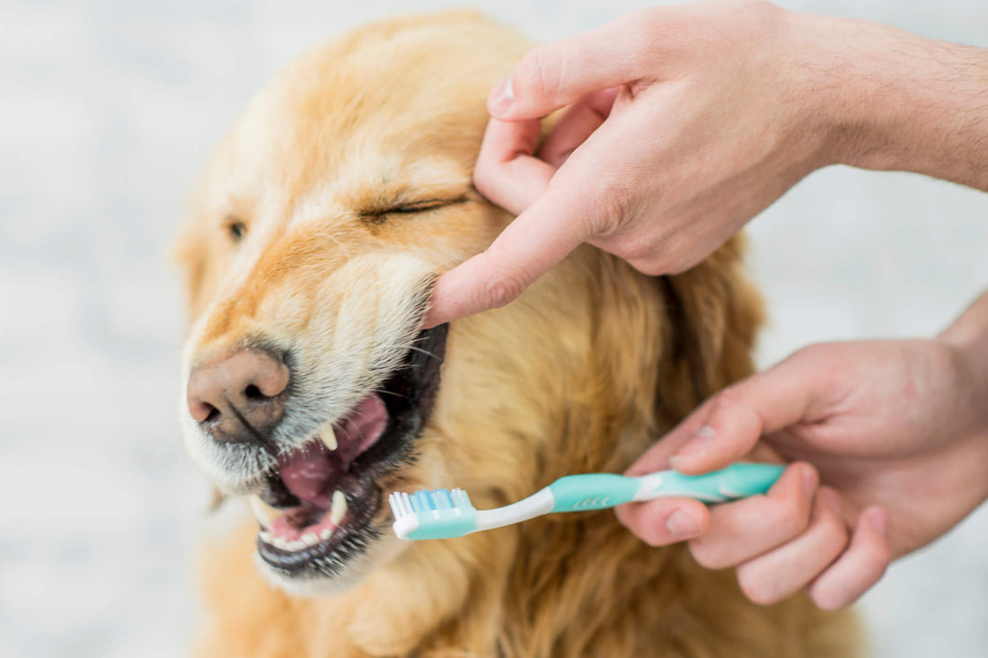 Common Issues Arising from Poor Canine Oral Health