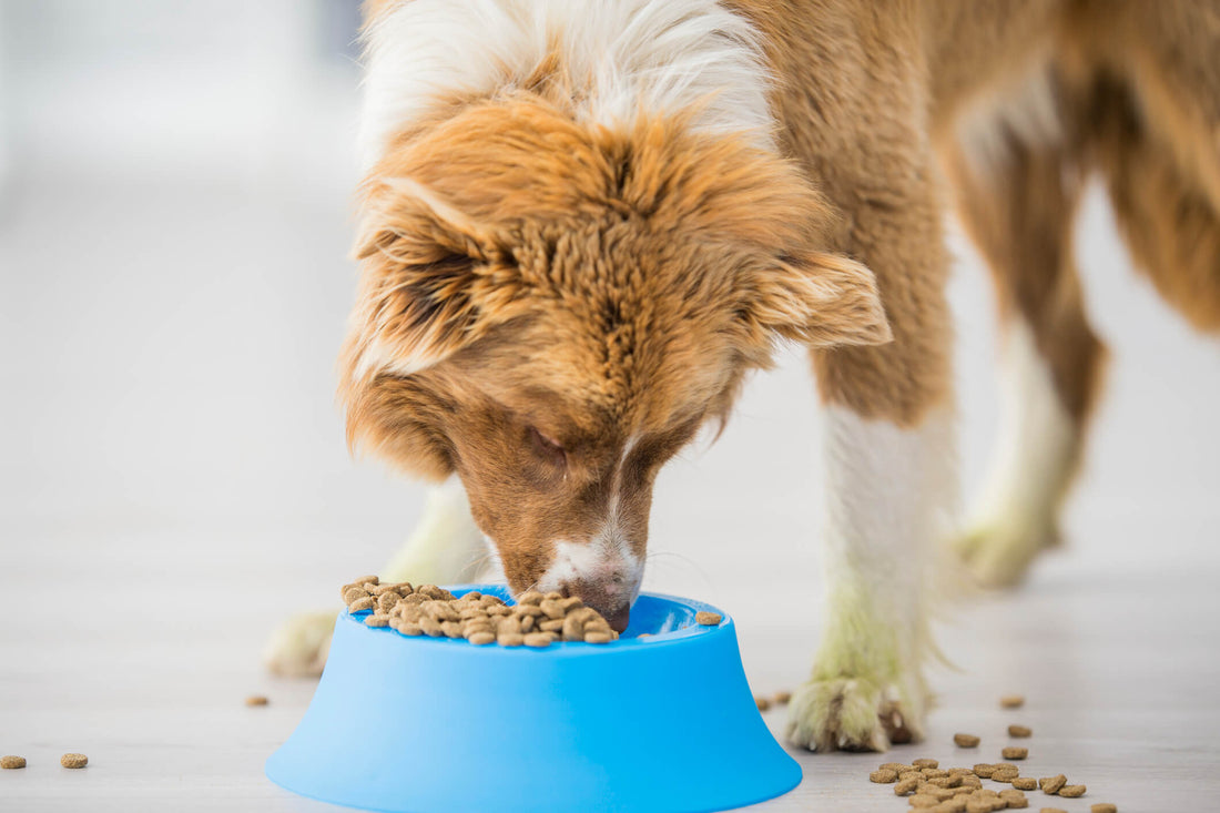 Can Food Improve Your Dog's Cognitive Health?