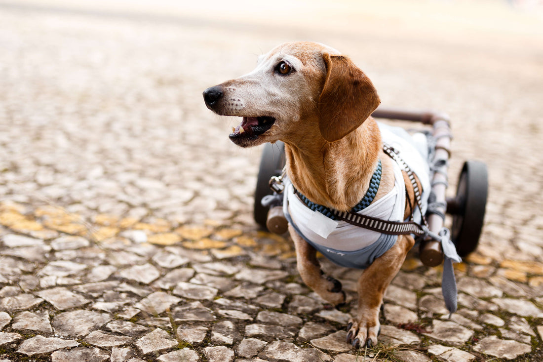 How Rescue Organizations Give Special Needs Pets a Second Chance