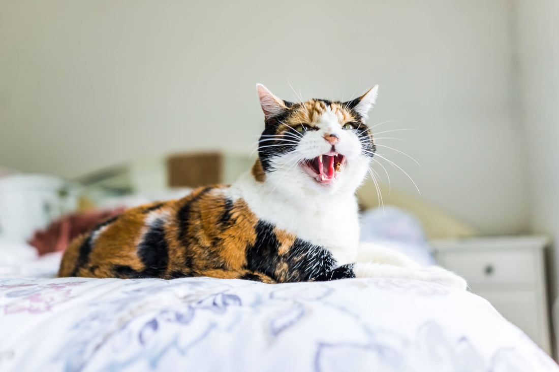 Hyperthyroidism Could be the Cause of Your Cat’s Behavioral Changes