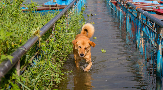 How Rescue Organizations Are Saving Pets Displaced By Hurricane Harvey