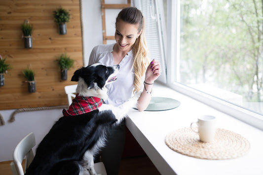 6 Mistakes to Avoid as a New Pet Parent