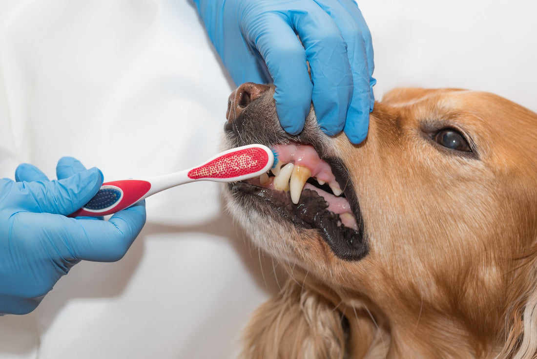 Your Pet's Tooth Decay Affects More Than Just the Mouth