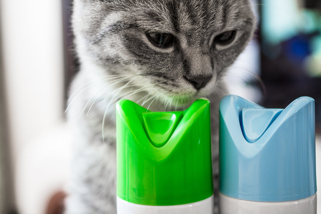 Freshening Up Around Pets? Be Mindful of These Scented Dangers