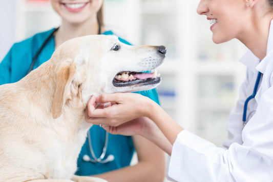 The Role of the Adrenal Glands to Your Dog's Health