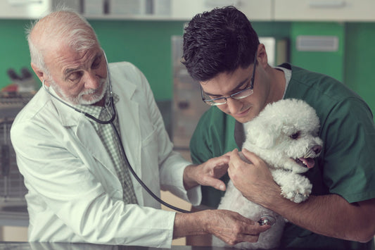 10 Signs of Cancer to Keep an Eye Out for in Your Senior Dog