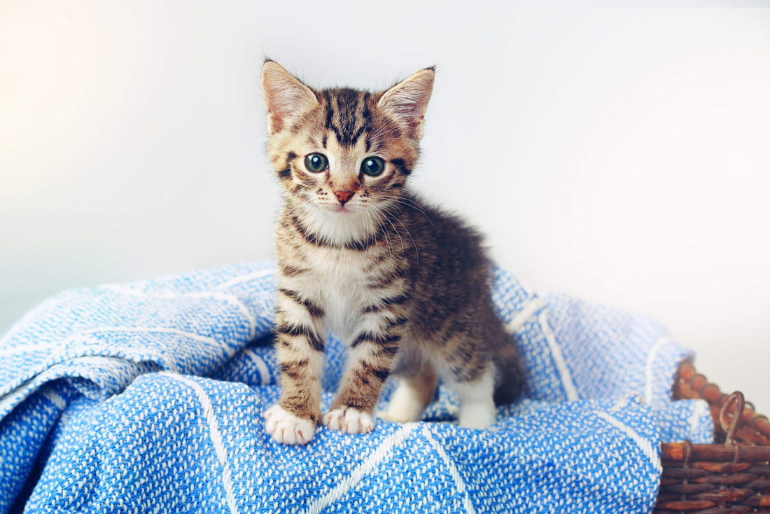 Protect Your Kitten from These 4 Common Ailments