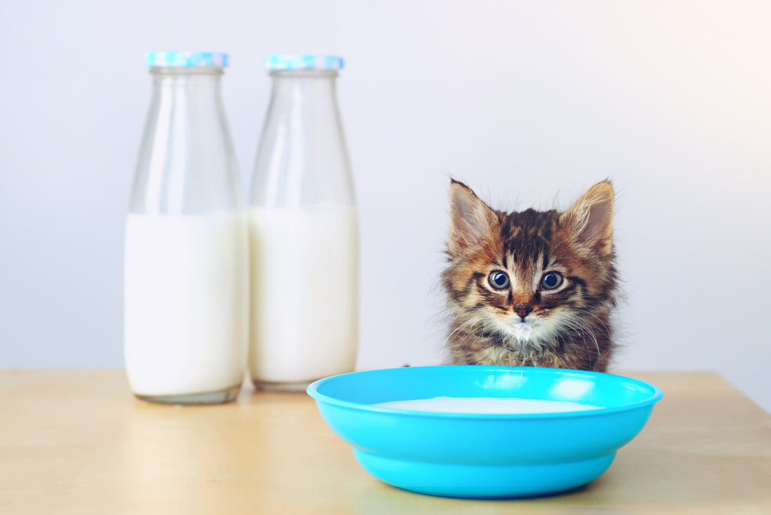 Debunking the Myth That Cats Can Have Milk