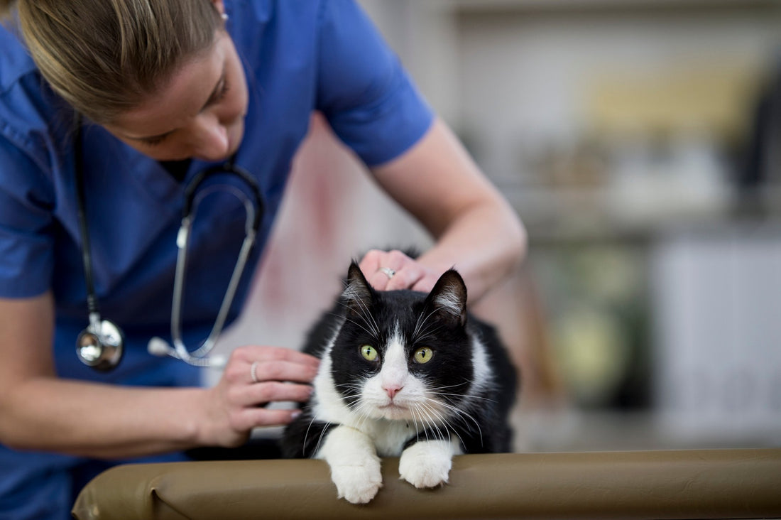 6 Signs Your Cat Has a Thyroid Problem