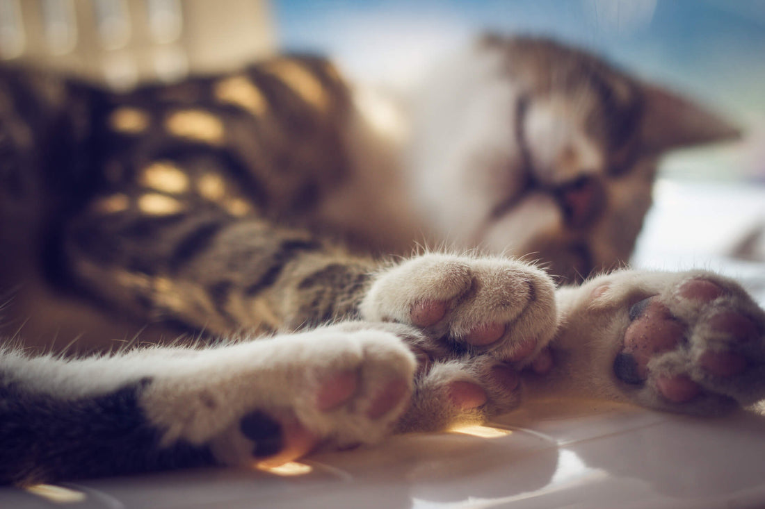 Clip Your Cat's Nails to Prevent Poor Paw Pads