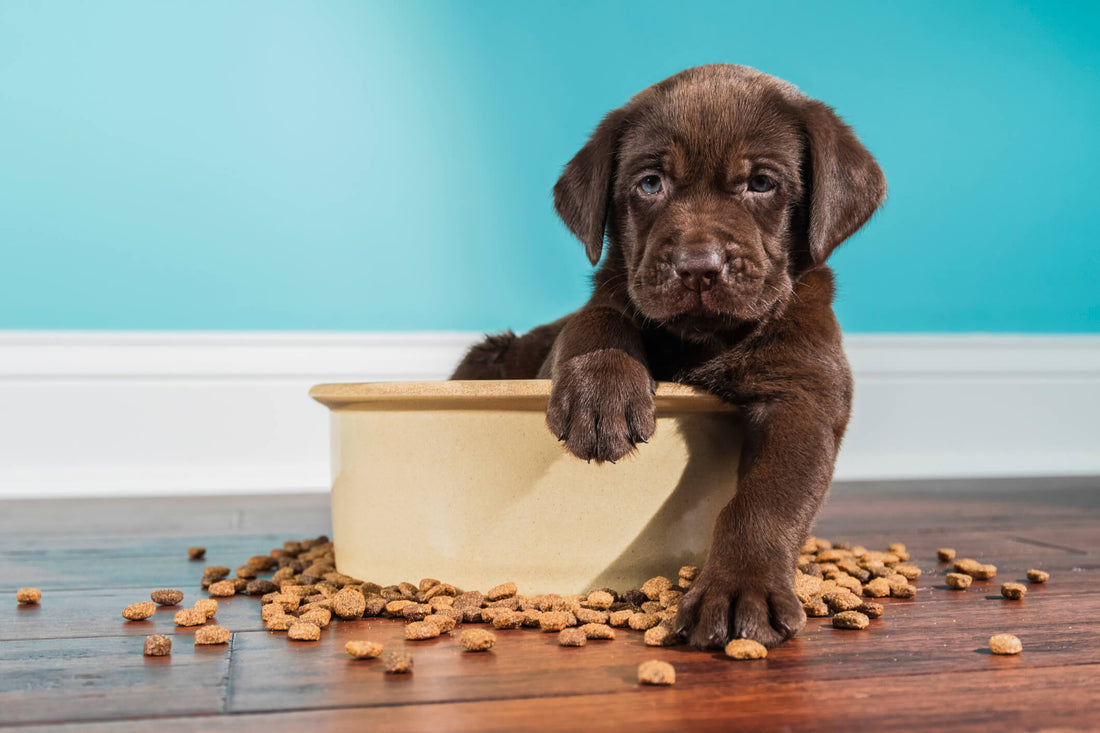 4 Tips to Help Your Puppy Develop Good Digestive Health