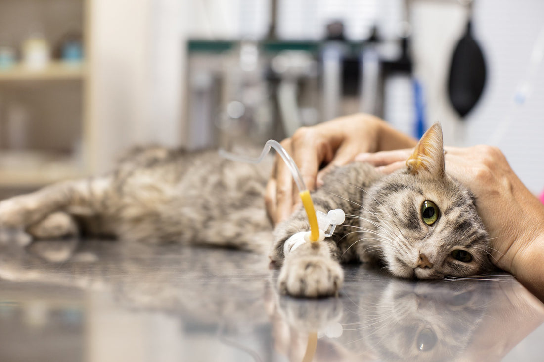 5 Things That Can Make Your Cat More Susceptible to Cancer