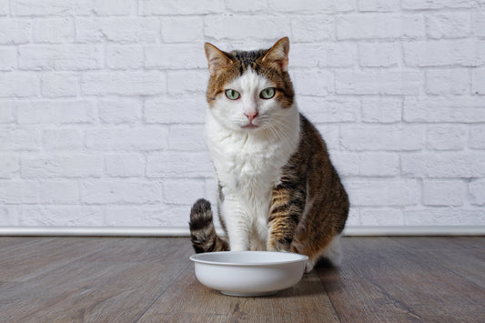 Do Senior Cats Have Different Nutritional Needs?