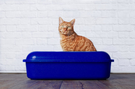 Identify & Manage Your Cat's Inflammatory Bowel Disease