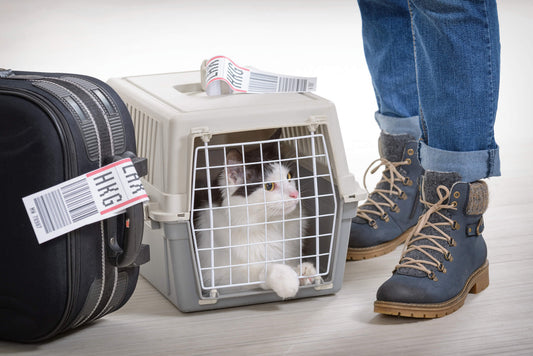 Tips for Traveling with Your Four-Legged Friends