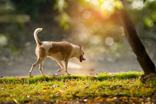 Help Your Pet Deal with Osteoarthritis at Any Age
